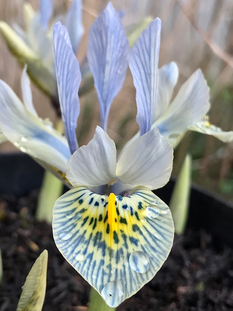 Iris reticulata ‘Katherine Hodgkin’