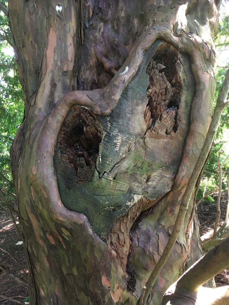 Photograph of a long damaged yew tree trunk,  that is gradually repairing with a heart shaped wound