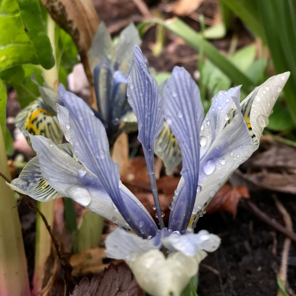 My Iris ‘Katharine Hodgkin’​ with its lighter shades of blue and white 